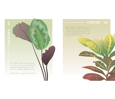 Botanical Poster N5 and N6 botanical calathe croton green illustration minimalism poster vector