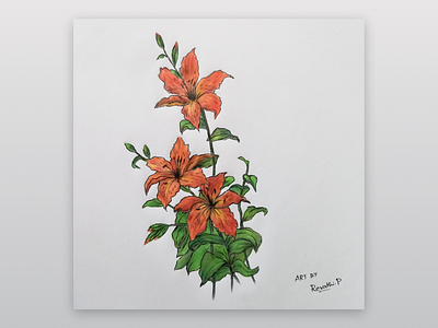 Lilies art artist artwork color coloring colorpencil design designer drawing favorite pencil