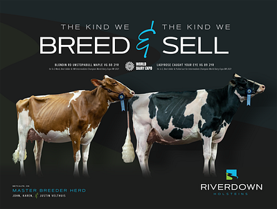 Riverdown Holsteins banner design dairy cows dairy design farm design farming design holsteins riverdown holsteins vinyl banner design