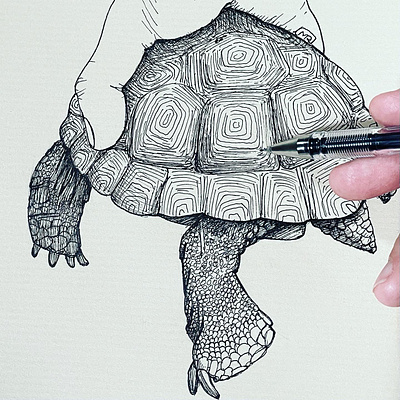 Drawing of a Turtle and His Little Legs drawing handdrawing handdrawn illustration illustrator lineart linedrawing penandink penandinkillustration sketch sketching turtledrawing