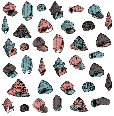 Seashells design illustration