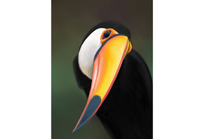 Toucan bird design drawing illustration nature picture realism toucan ui