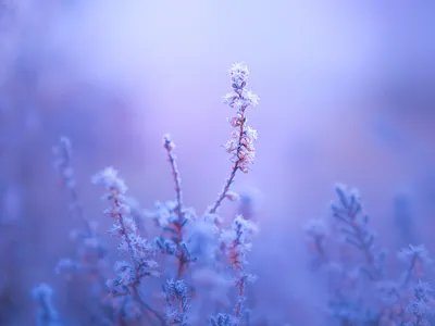 Little Diamonds tiny