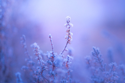 Little Diamonds tiny