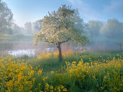 Golden Fairytale trees