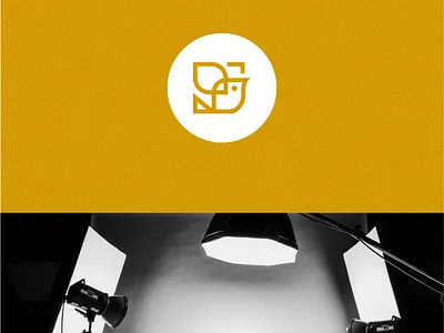 Canary Studio bird canary entertainment yellow