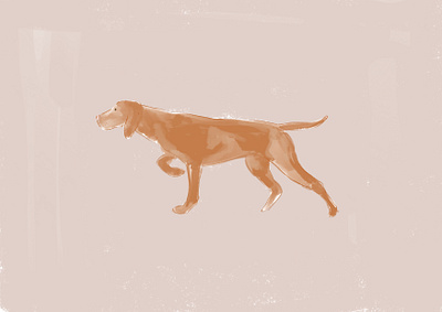 Magyar vizsla Dog animal crayon design dog illustration