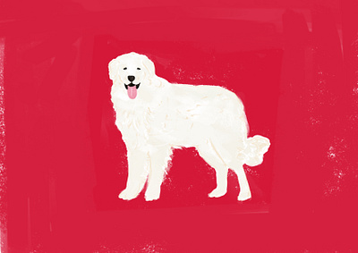 Kuvasz crayon dog illustration