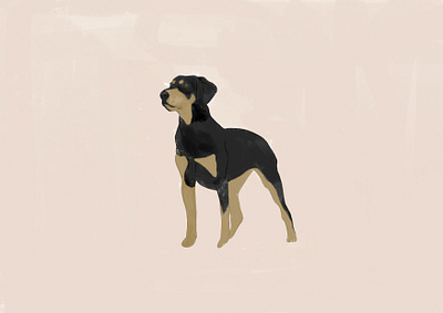 Erdélyi kopó Dog animal crayon dog dog illustration illustration pets