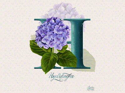 H. Hydrangea. alphabet botanica botanical calligraphy digital illustration floral flowers graphic design hydrangea letter lettering plant postcard design poster design procreate art realistic typography