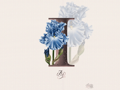 I. Iris. alphabet botanica botanical digital illustration floral flower graphic design greeting card illustration iris letter lettering plant postcard design poster design procreate art realistic