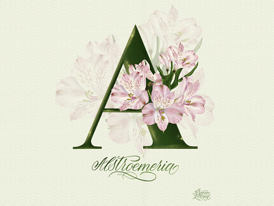 A. Alstroemeria alphabet alstroemeria botanica botanical illustration calligraphy digital illustration floral flower graphic design greeting card letter lettering naturalistic plant postcard design procreate art realistic