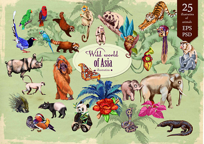 Wild world of Asia animals cliparts creative market digital editorial illustration prints vector