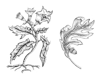 Plants handdrawing design handdrawing illustration leaves line art nature pen plant