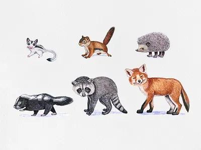 Baby animals animal draw fox hedgehog illustration pet pets raccoon skunk squirell watercolor watercolor art