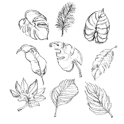 tropical leafs, sketch, croquis leafs sketch tropical