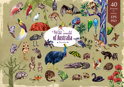 Wild world of Australia animals cliparts australia branding creative market design digital editorial graphic design illustration logo