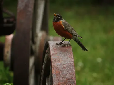 Bird on an Antique antique bird closeup colorado nature outdoors photograph robin