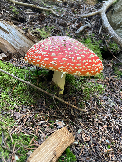 Amanita Muscaria amanitamuscaria colorado forest forestfloor mushroom photograph woods