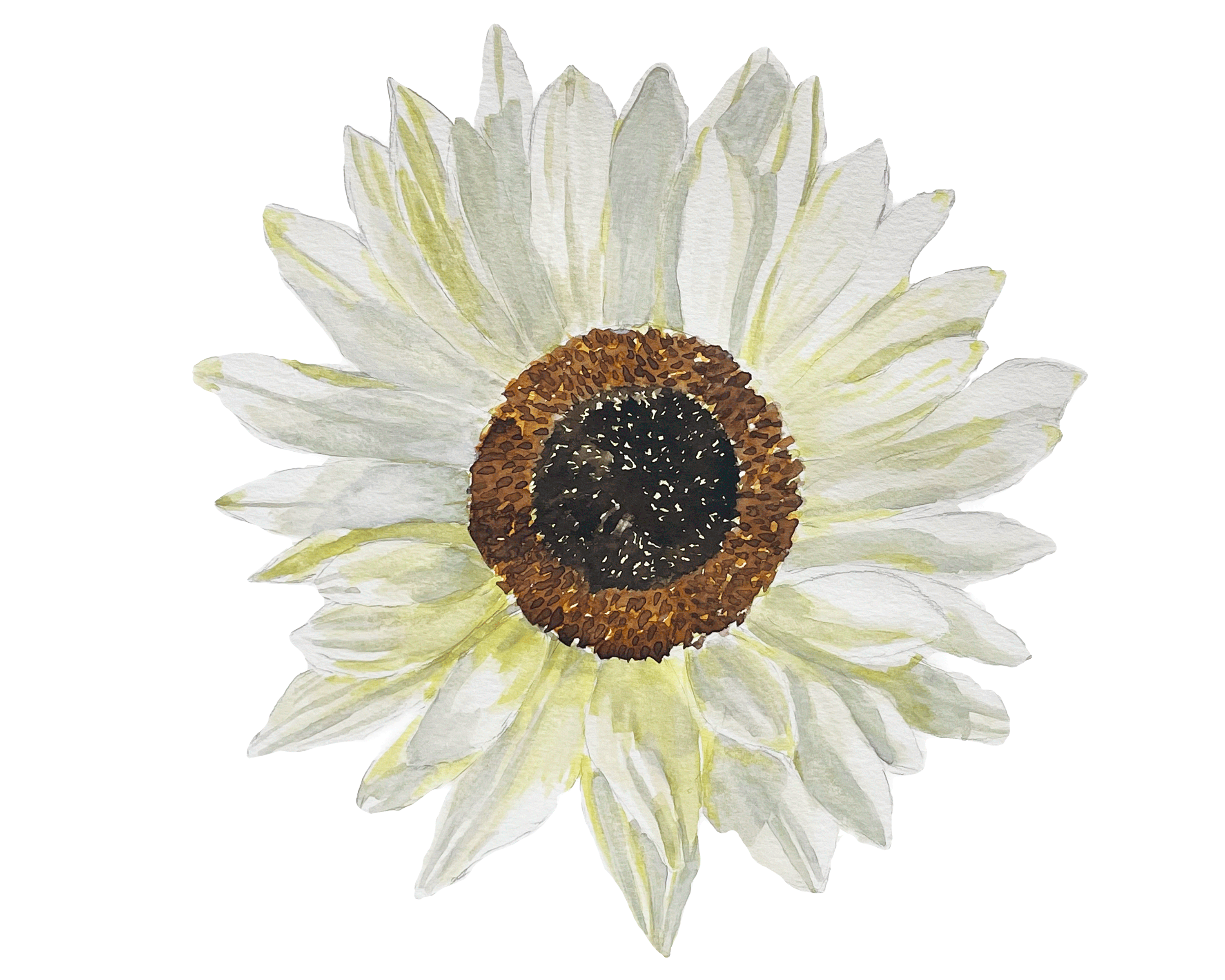 White Sunflower design graphic design illustration painting sunflower watercolour