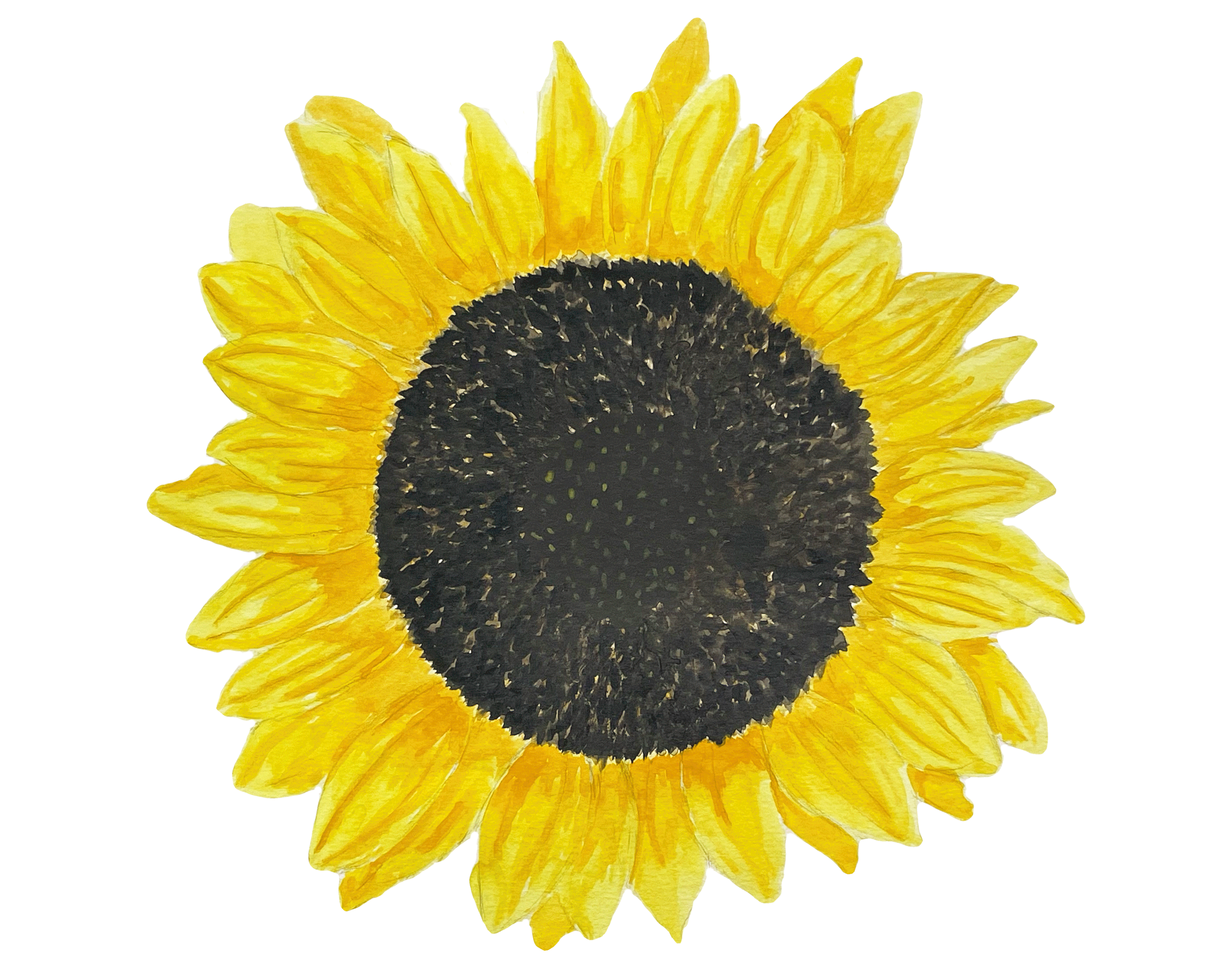 Yellow Sunflower design graphic design illustration painting sunflower watercolour