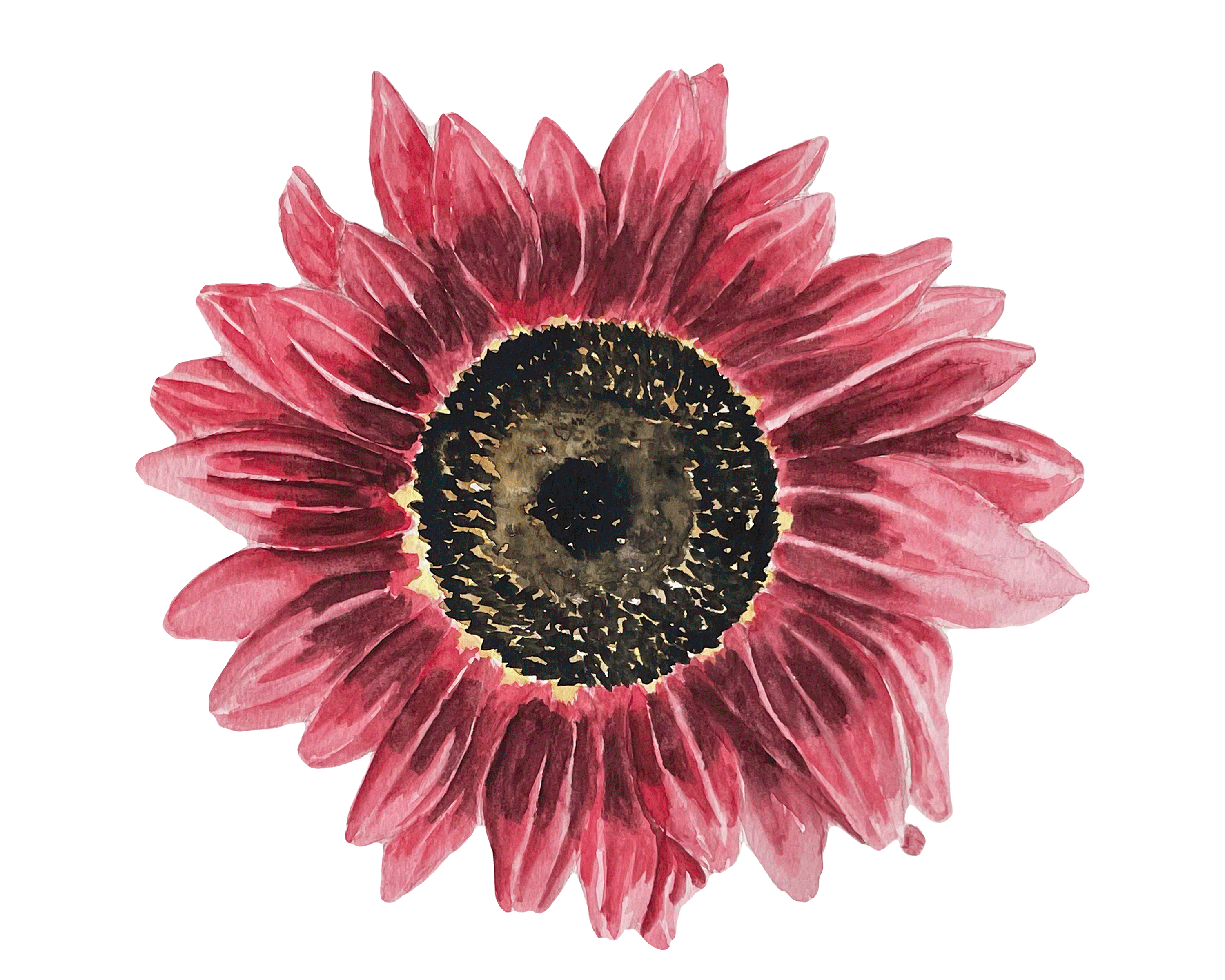 Red Sunflower design graphic design illustration painting sunflower watercolour