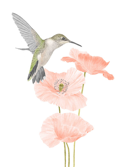 Poppy & Hummingbird botanicalillustration floralart hummingbird illustration poppy wallart wildlifeart wildlifeillustration