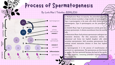 Process of Spermatogenesis 3d animation graphic design logo motion graphics ui