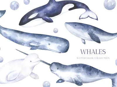 Ocean Whales Watercolor Collection adobe photoshop beluga whale blue whale clipart graphic design illustration narwhal nautical clipart ocean clipart poster sea clipart seamless pattern sperm whale wall art watercolor watercolor whale whale