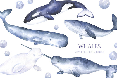 Ocean Whales Watercolor Collection adobe photoshop beluga whale blue whale clipart graphic design illustration narwhal nautical clipart ocean clipart poster sea clipart seamless pattern sperm whale wall art watercolor watercolor whale whale