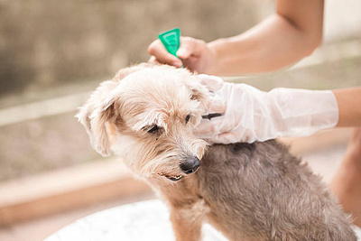 Flea Treatments carpetcleaning fleatreatments housecleaning