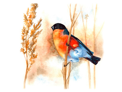 Bullfinch bird book branding design encyclopedia graphic design illustration ornithology typography watercolor