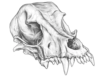 Amazing dog skull drawing. amazing dog skull drawing anatomy anatomy drawing animal skull design drawing illustration rodriguez ars sketch