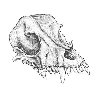 Amazing dog skull drawing. amazing dog skull drawing anatomy anatomy drawing animal skull design drawing illustration rodriguez ars sketch