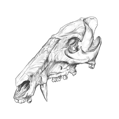 Báquiro - Speed drawing anatomy anatomy drawing animal animal skull creature design drawing illustration rodriguez ars sketch