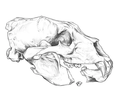 Another Drawing practice. Black bear Skull. anatomy anatomy drawing animal skull drawing illustration rodriguez ars sketch