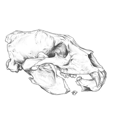 Another Drawing practice. Black bear Skull. anatomy anatomy drawing animal skull drawing illustration rodriguez ars sketch