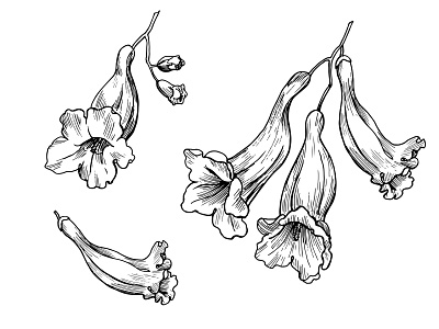 Jacaranda tree flowers blooming botanical botany design drawing element flower graphics hand drawn illustration jacaranda line art nature outline plant sketch vector