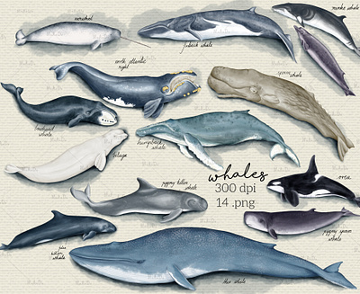 Digitally Watercolored Set of Whales Illustrations digital clipart digital illustration digital watercolor illustration illustration png watercolor clipart watercolor graphics