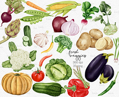 Set Of Digital illustrations of Vegetables 300dpi asparagus carrot clipart digital clipart digital illustration digital watercolor illustration green vegetables illustration png potato radish vegetables vegetables digital illustration veggies watercolor watercolor clipart watercolor graphics watercolor vegetables watercolor veggies clipart