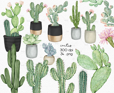 Set Of Digital Illustrations of Cacti cacti cactus cactus wall art graphics cactus wedding invitation clipart digital clipart digital illustration digital watercolor illustration graphics illustration png printable wall art graphics summer tropical watercolor cacti clipart watercolor cacti illustration watercolor cactus clipart watercolor cactus illustration watercolor clipart watercolor graphics