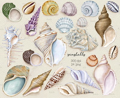 Collection of Sea Shells digital clipart digital illustration digital watercolor illustration illustration ocean elements png sea shells graphics watercolor clipart watercolor conch shells watercolor graphics watercolor nautical clipart watercolor sea shells clipart