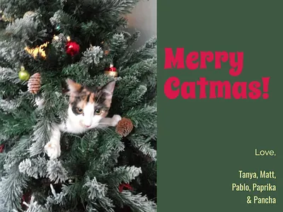 Catmas Card card card design graphic design