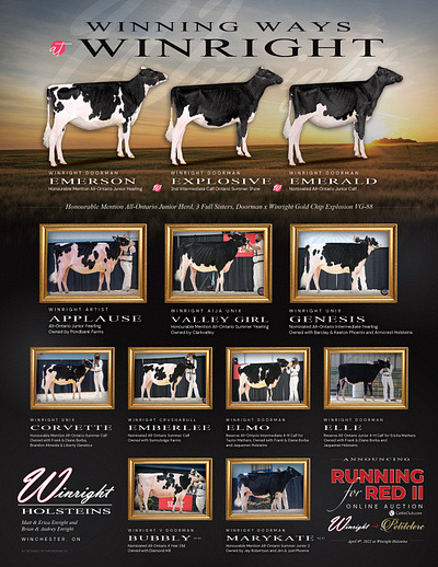 Winright Holsteins Ad cattle cow cow advertisement cow design cows dairy dairy ad dairy advertisement dairy cow dairy design farm ad farm advertisement farming holstein holstein ad holstein advertisement holstein cow holstein cows holsteins