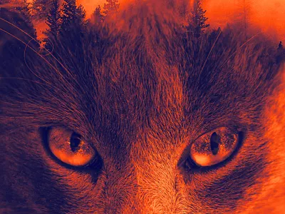 Cat+Forest design graphic design manupilation photoshop