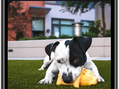 Wallie Dog Walking Application