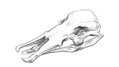 Skull drawing, Platypus. anatomy anatomy drawing animal skull drawing illustration rodriguez ars sketch