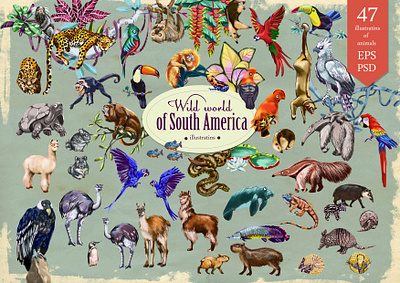 Wild world of South America animals cliparts branding digital editorial graphic design illustration vector
