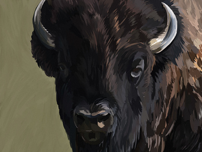 american bison bull drawing