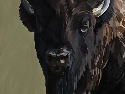 North American Bison american bison buffalo cowboy digital painting illustration painting photoshop ranch usa western